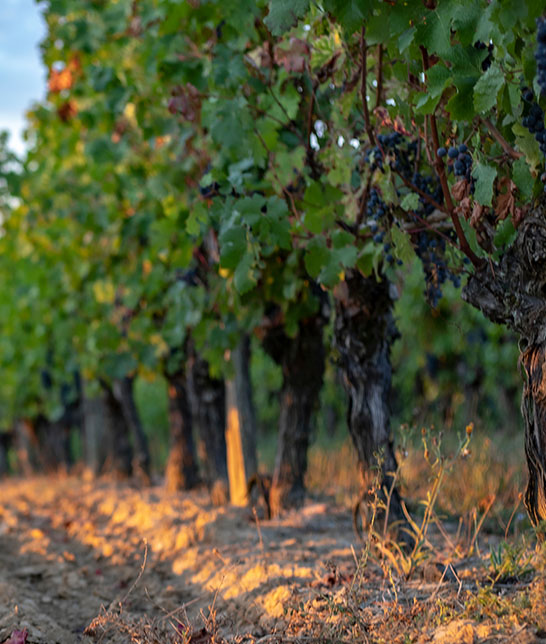 Matériel Viticole à Chenu, Durtal et Saumur